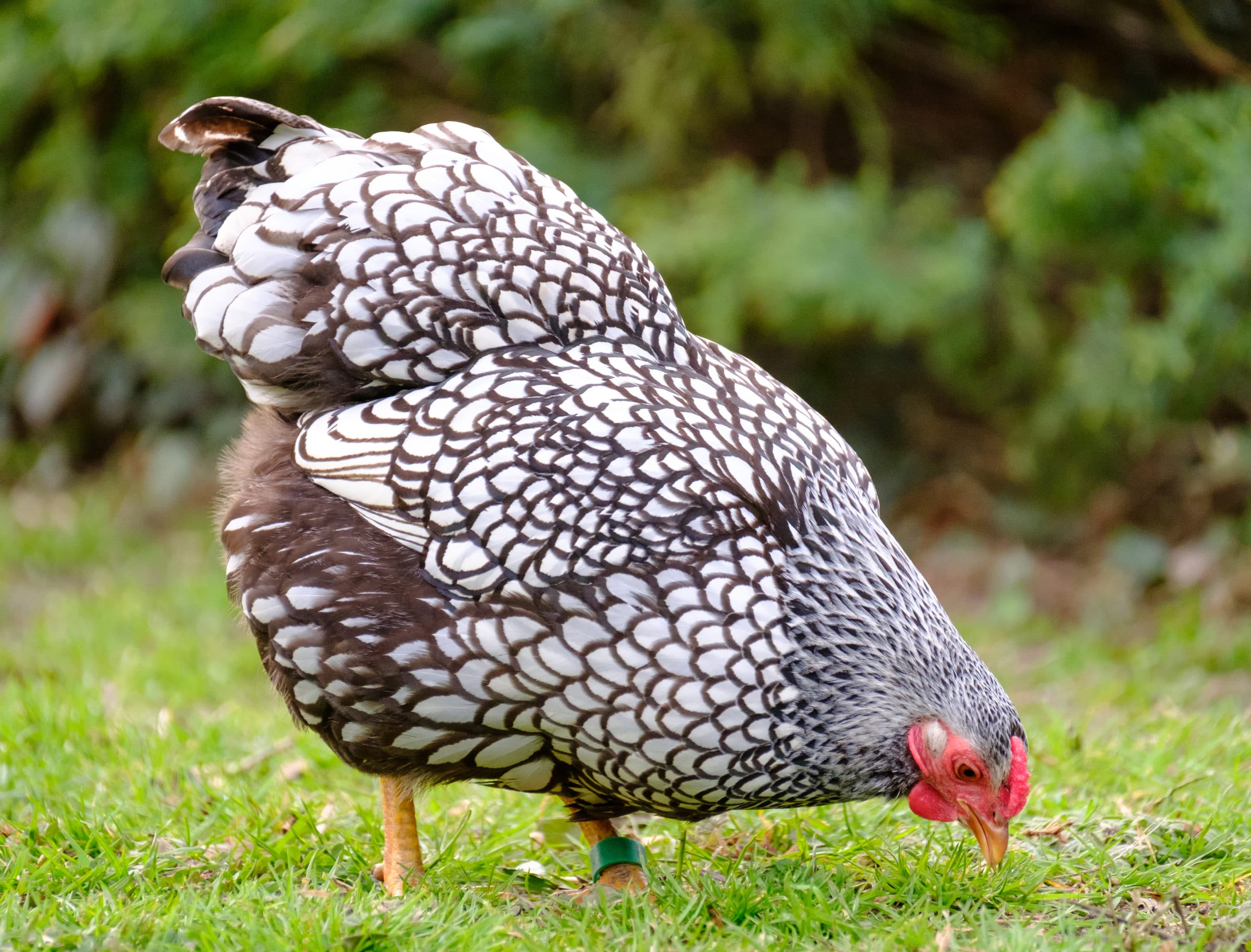 Stock photo of Light brahma hen and rooster, France.. Available for sale on