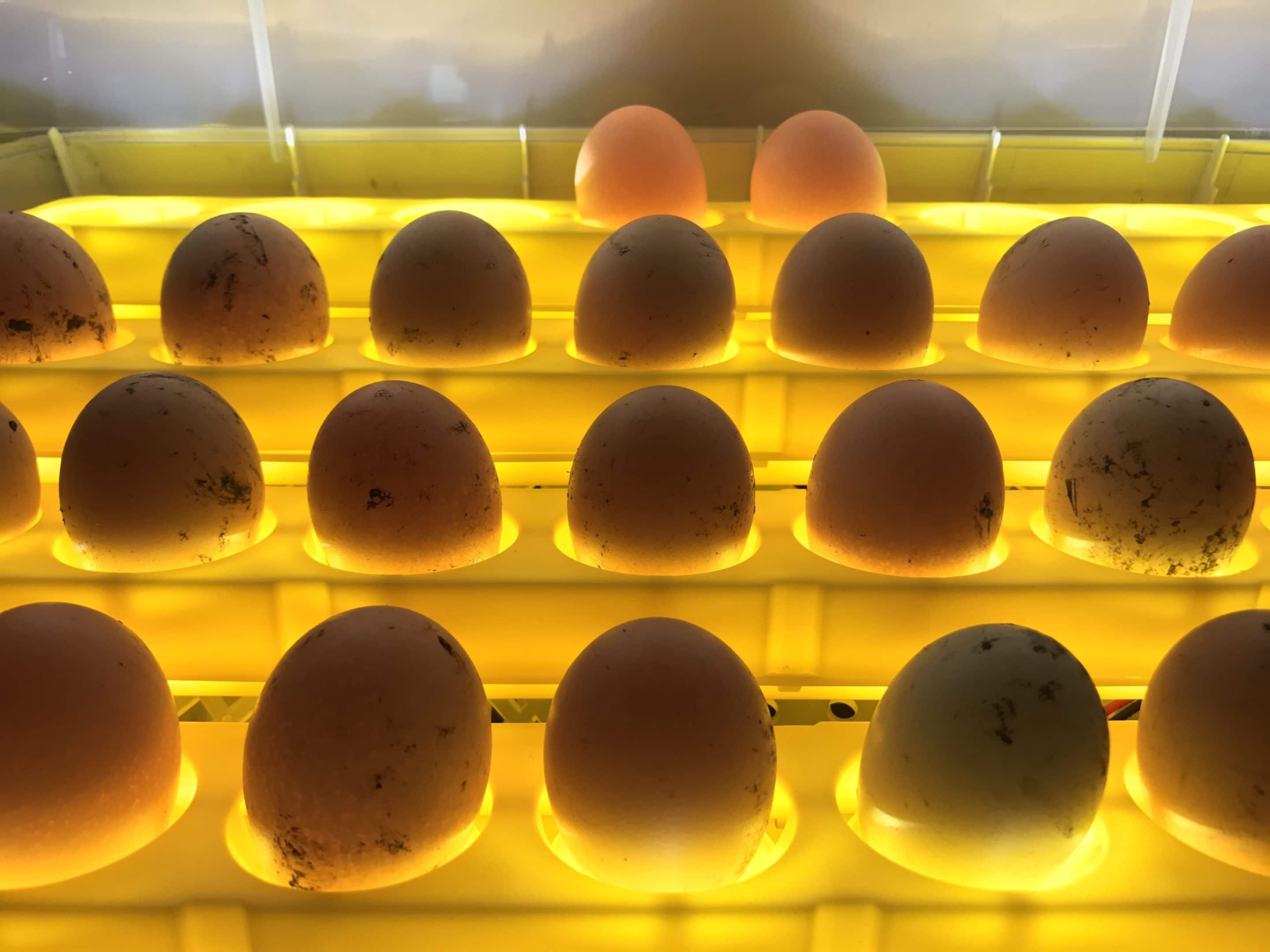 Фото развития цыпленка. Инкубация гусиных яиц овоскопирование. Инкубация перепелиных яиц овоскопирование. Инкубация яиц в инкубаторе. Овоскопирование страусиных яиц.