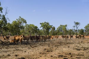 cattle in dead pasture