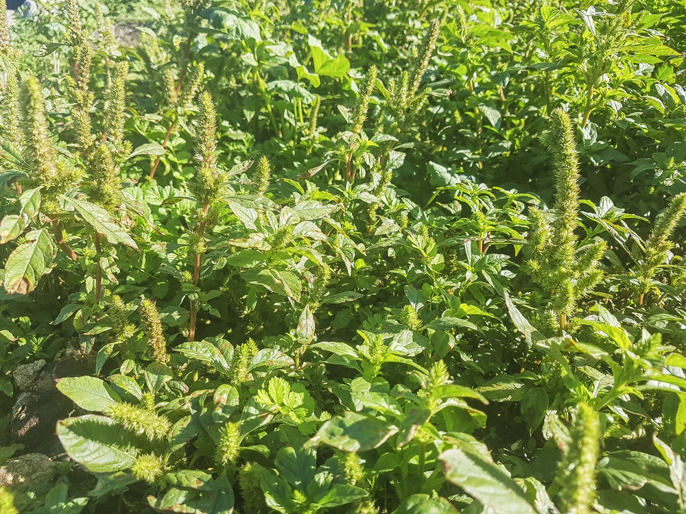 Pigweed