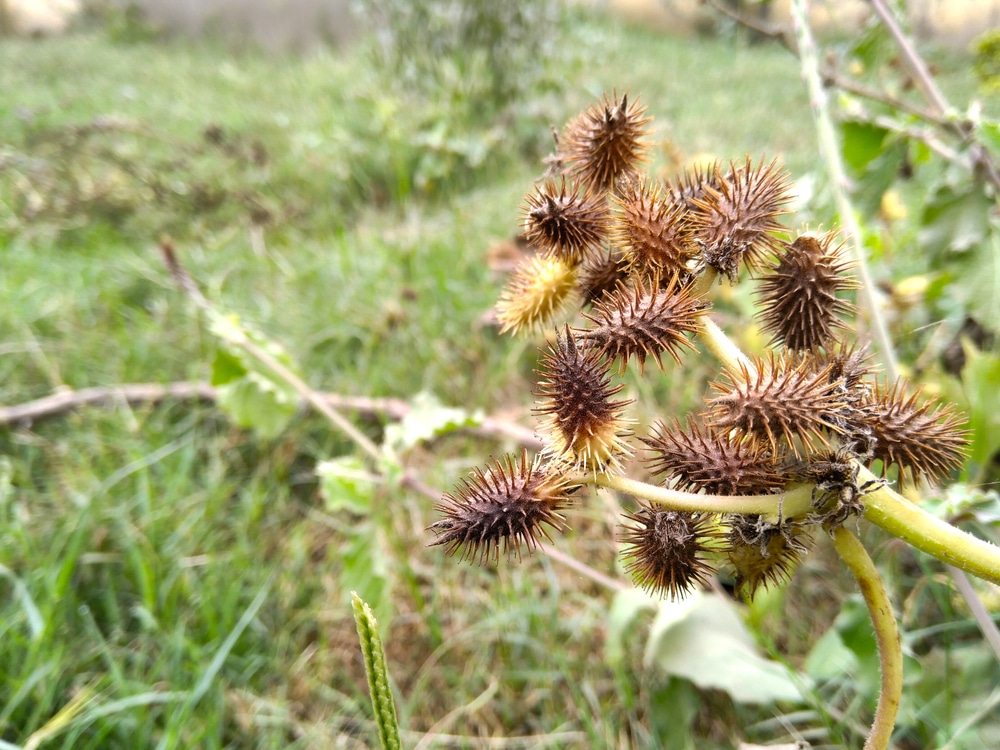 Cocklebur