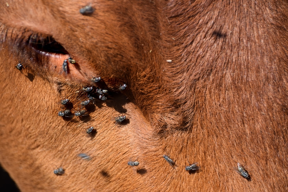 Controlling Fly Populations Around Cattle Ecofarming Daily