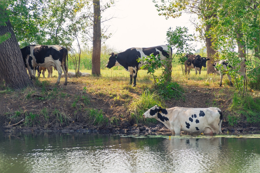 cattle in pond
