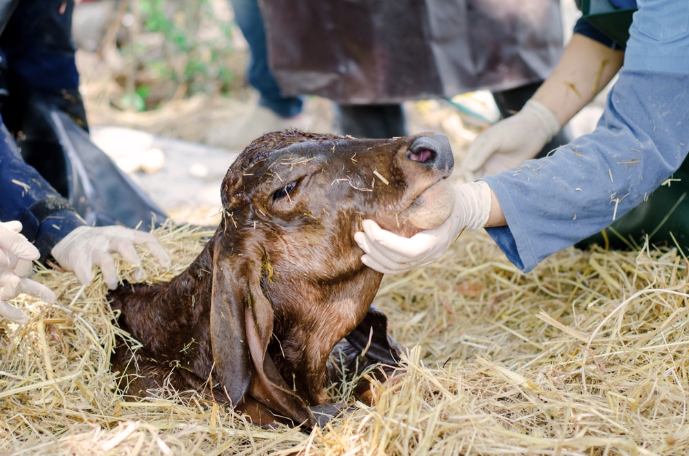 Veterinarian treats a calf