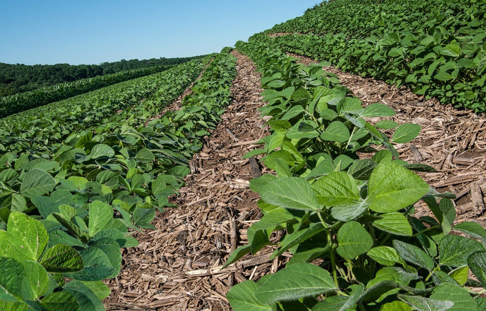 soybean intercrop