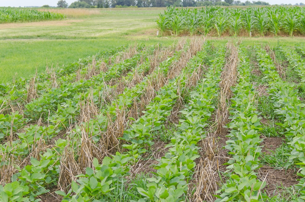 no-till soybean field