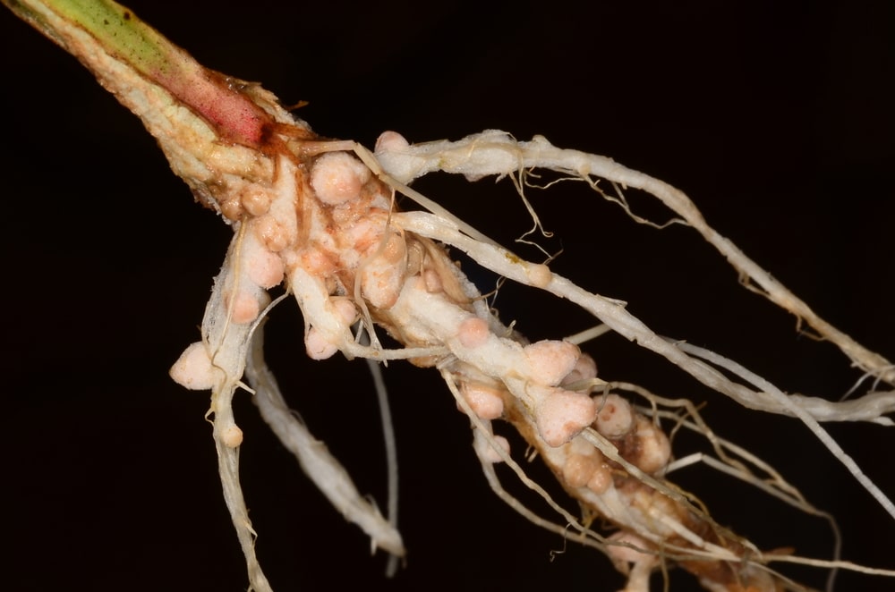 soybean nodules