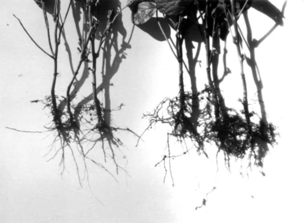 Soybean roots.