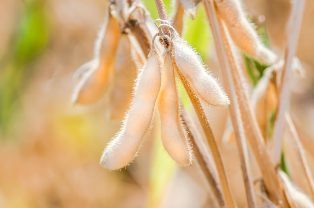 soybeans ready for harvest