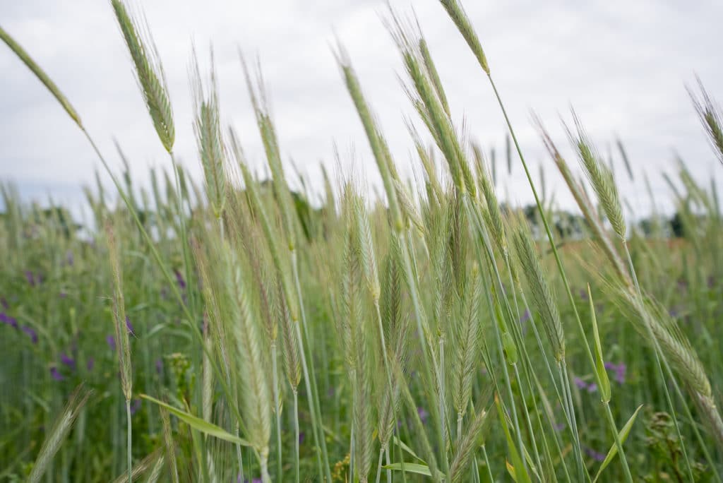 Crop Rotations - Rodale Institute