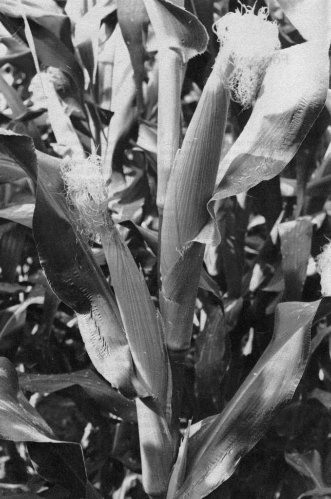 black and white corn stalk