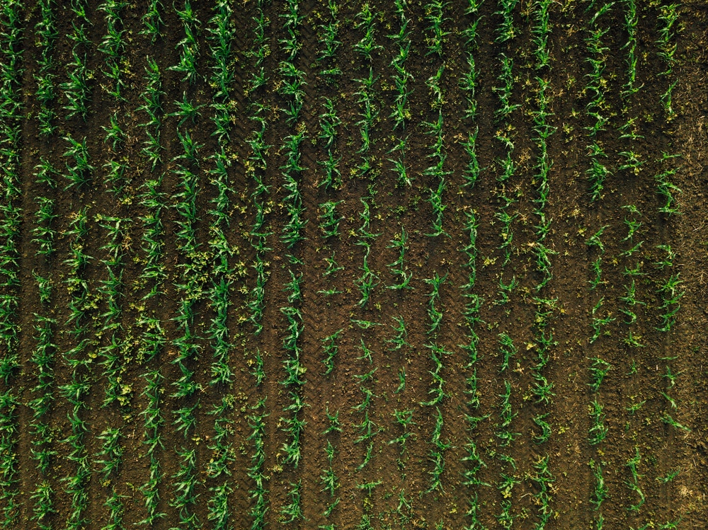 A cornfield aerial view with weeds