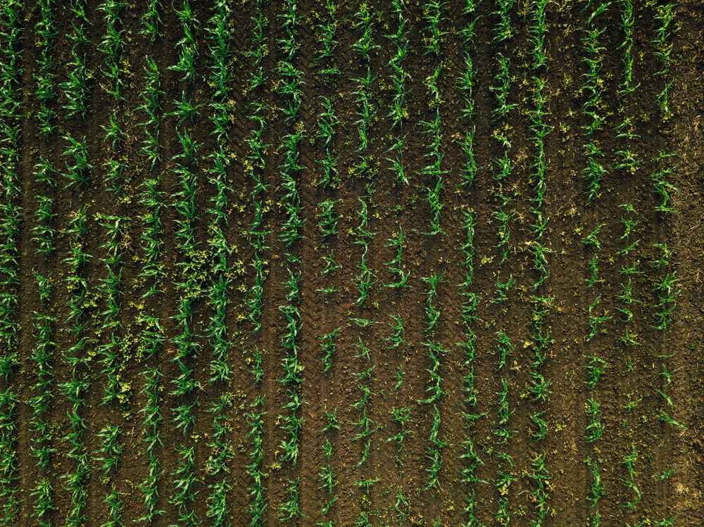 A cornfield aerial view with weeds